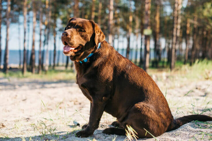 Foto do Cachorro Thor