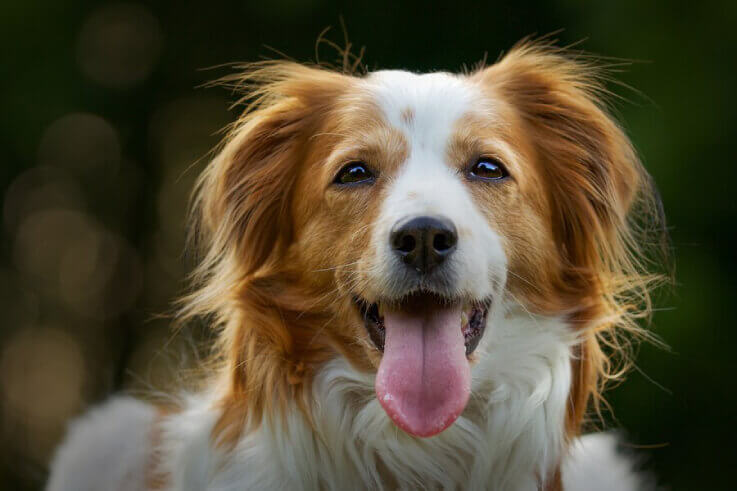 Foto da Cachorra Bella