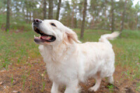 Cachorro Labrador